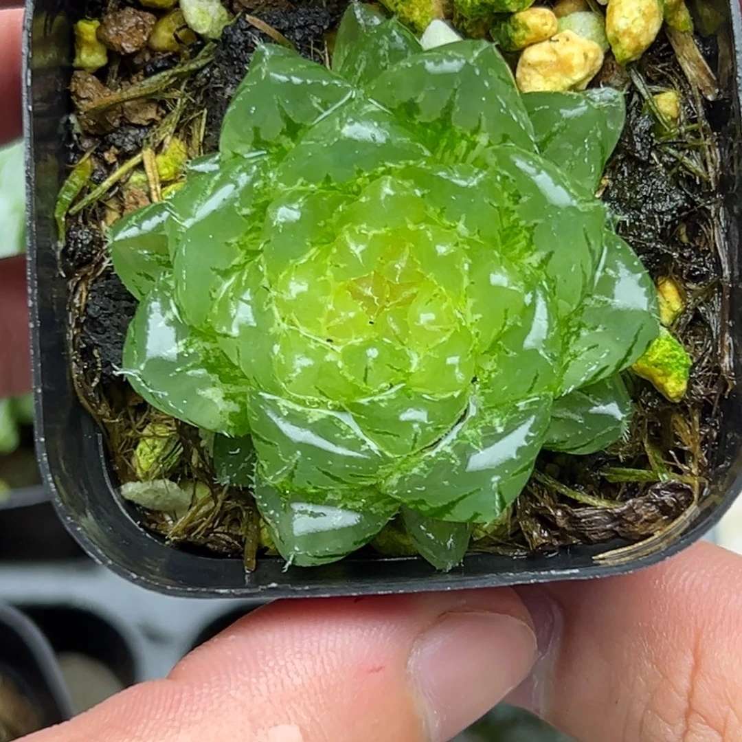 103翠云玉露锦一物一拍