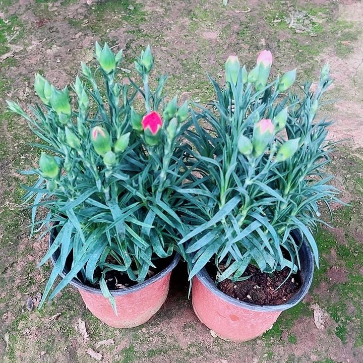 康乃馨两盆无售后