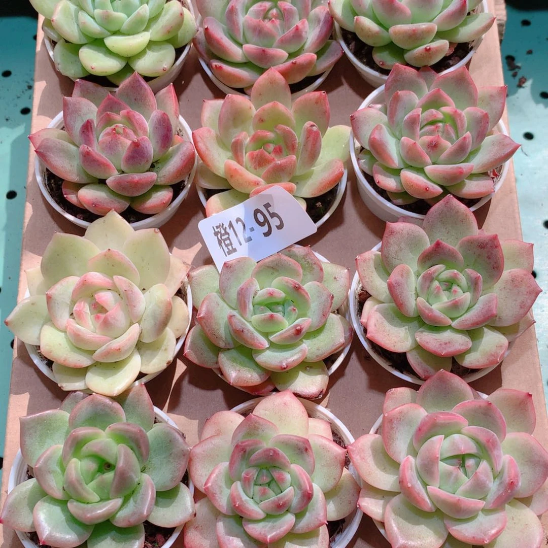 12-95一物一拍多肉带盆18颗