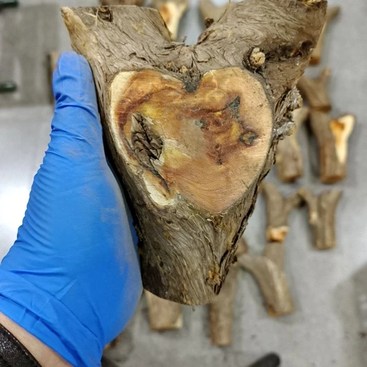 一***心香榧木崖柏原叉崖柏原叉崖柏