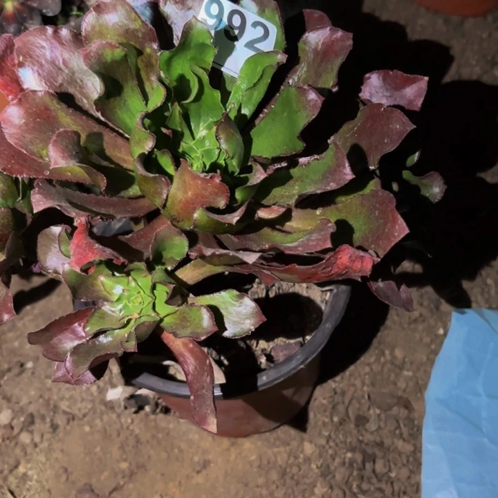 992魅影七彩多肉植物不售后