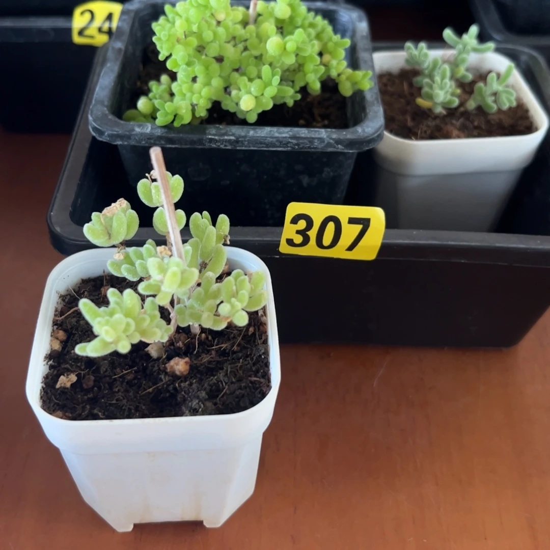 枝干番杏多肉植物307