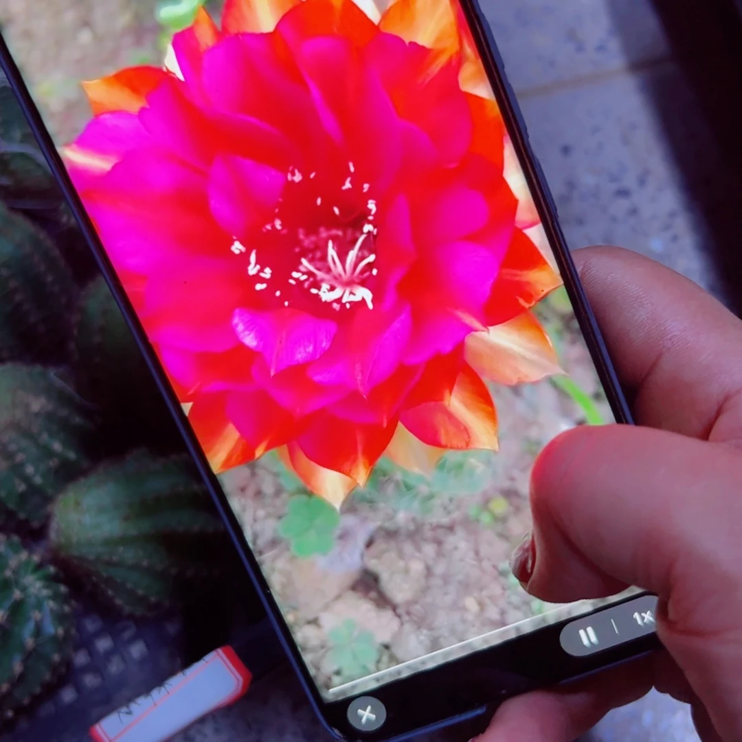 下37彩草小辣椒歪无根侧芽4公分左右20包邮