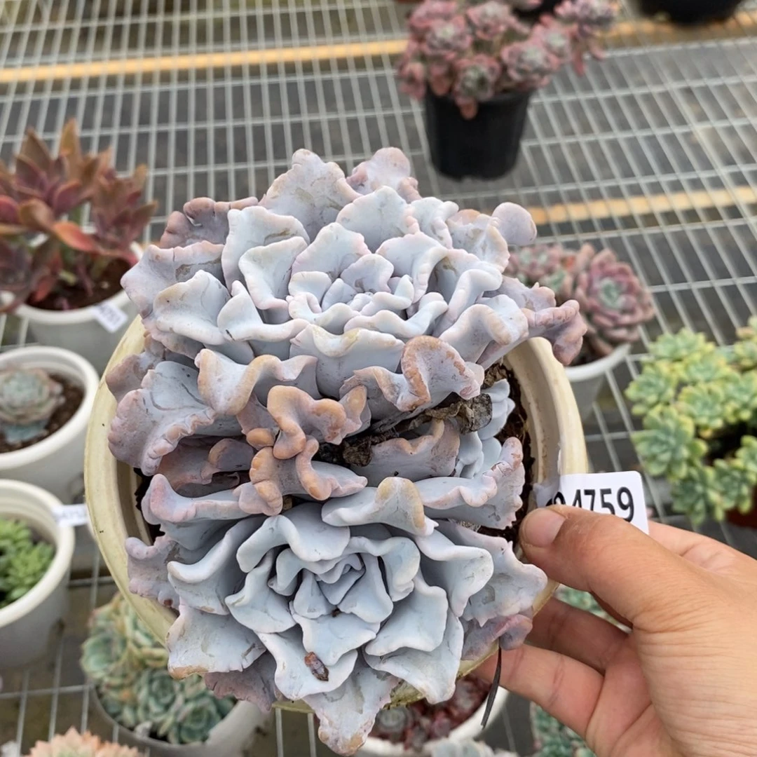 4759芭蕾舞者双头一物一拍