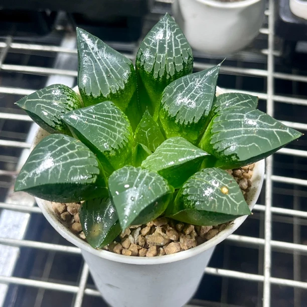 母本冰河寿十二卷玉露多肉植物高端盆栽