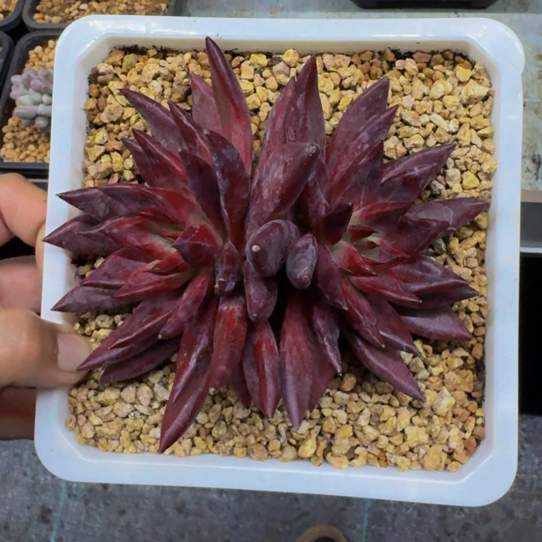 恶魔灵魂 双头 一物一拍