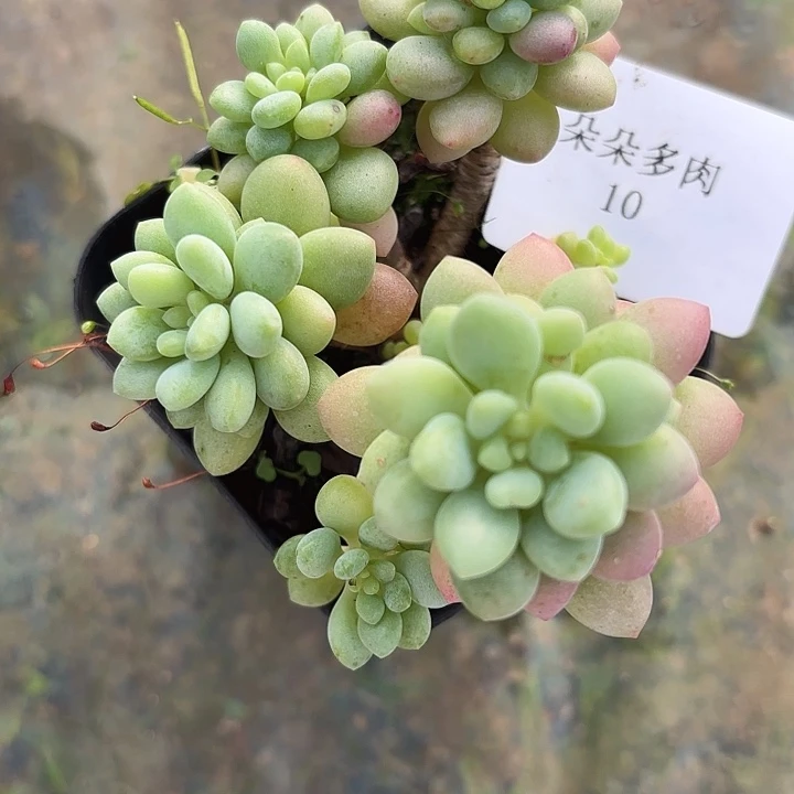 闪吼10呀呀呀呀呀呀呀呀