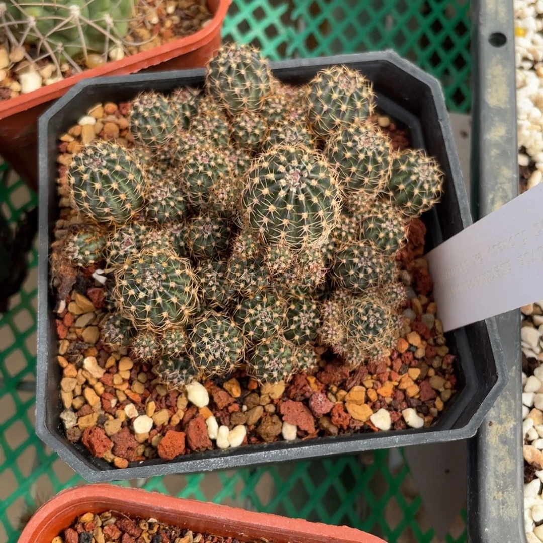 鹿角柱实生仙人球红花光虹丸