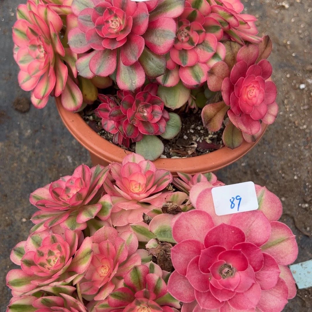 8988倾城荔枝多肉椅子