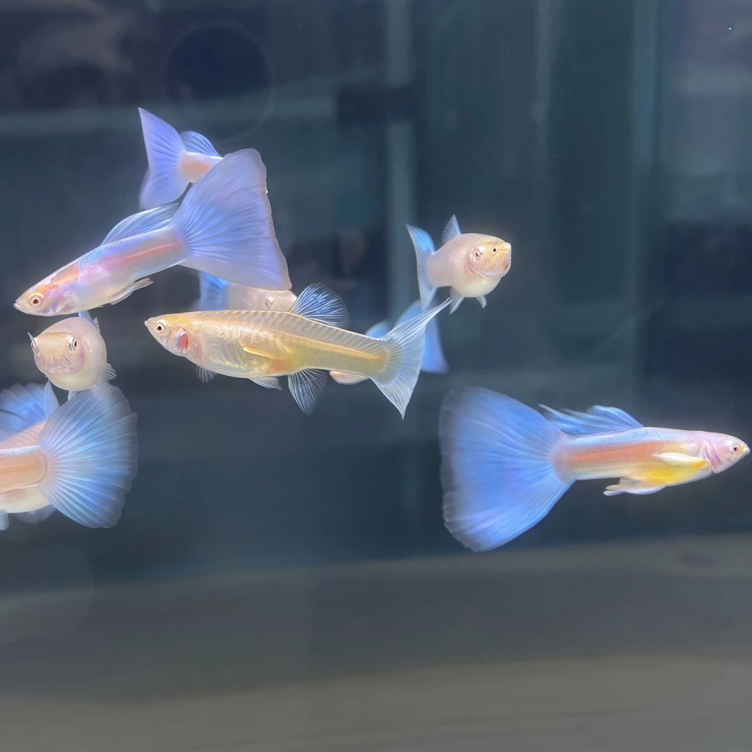 天空蓝1对+小褶扇1对+小血红1对+白金礼服1对