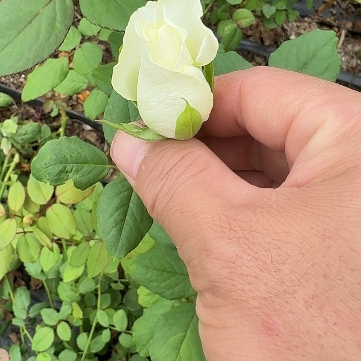 无花朵白色落樱小苗