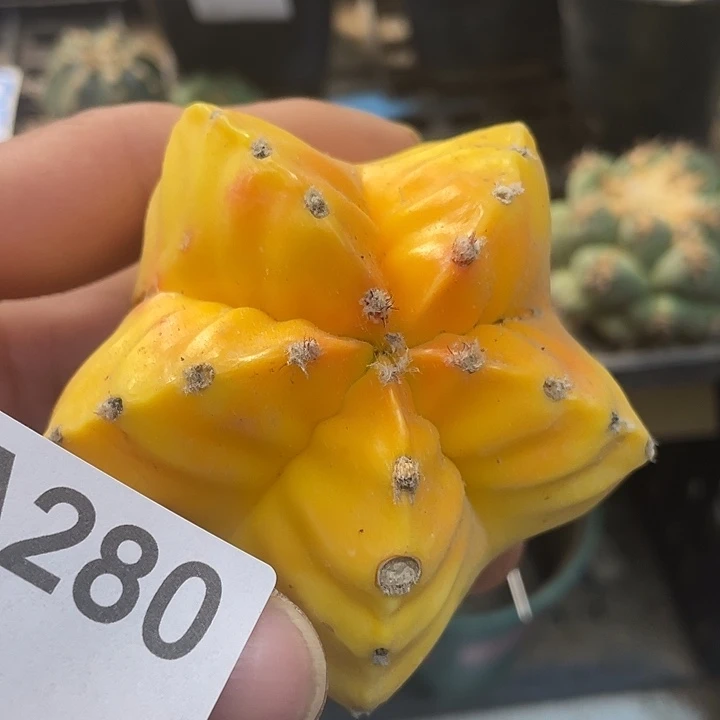 鸾凤玉龟甲280 号仙人球