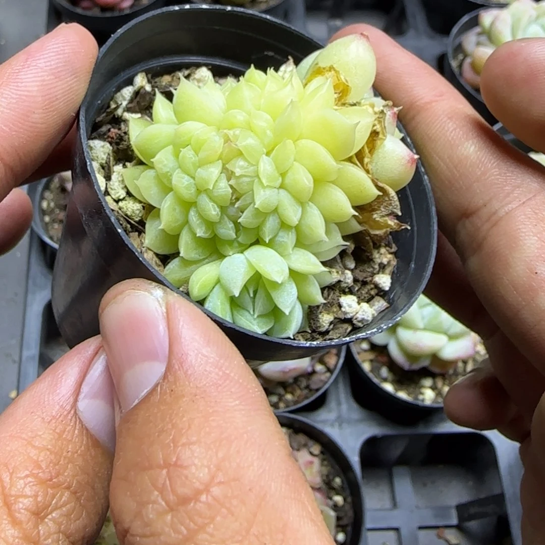 一物一拍麦秆珍妮03072