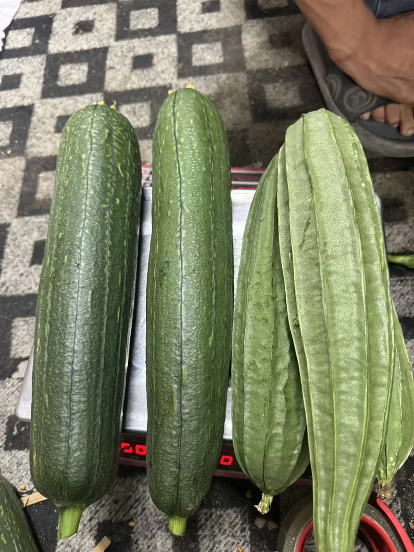 潮汕农家角瓜和树瓜混合