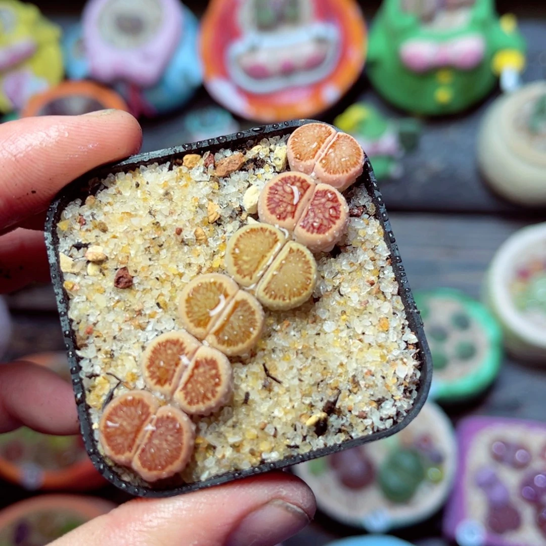 081生石花带盆发