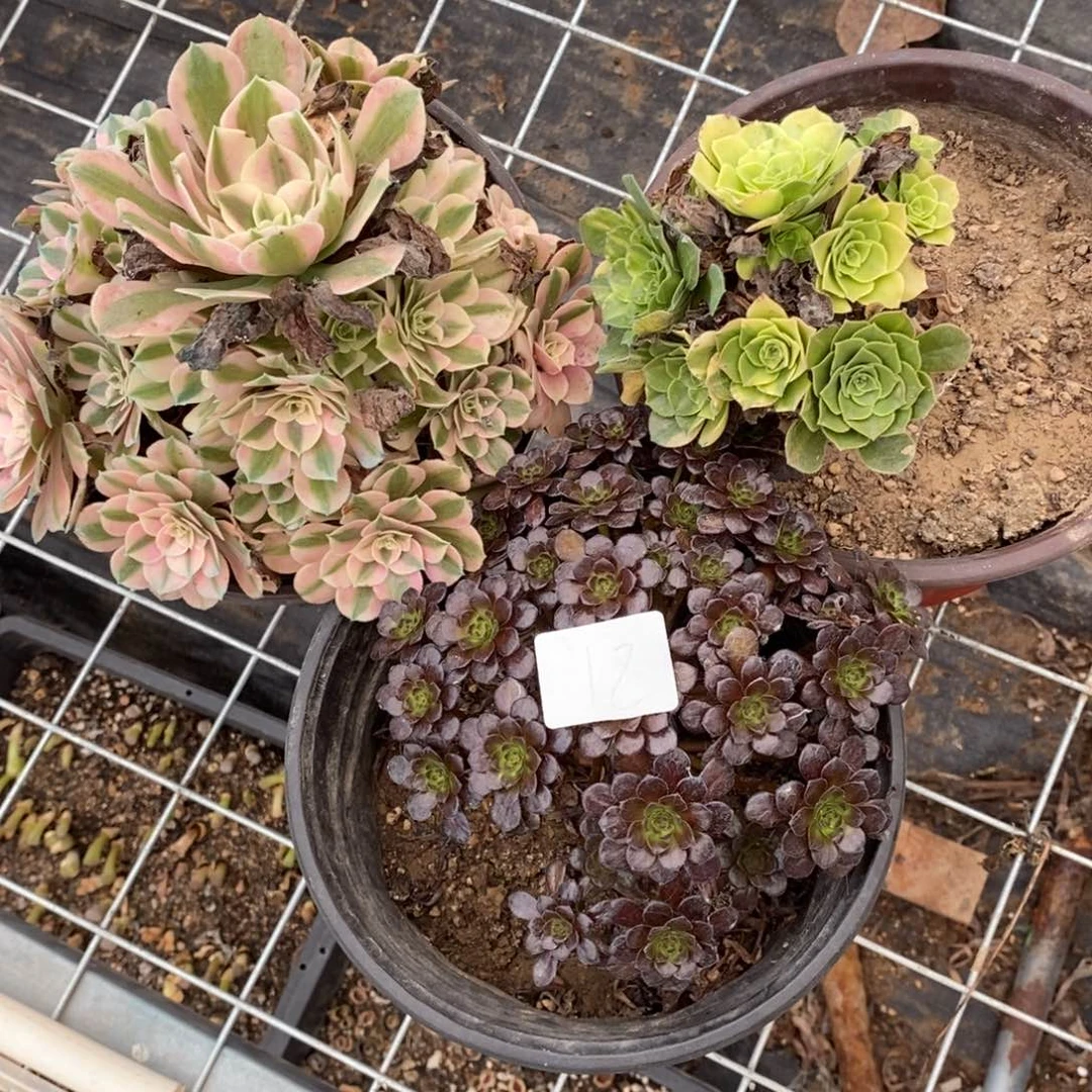 多肉植物组合拼盘12
