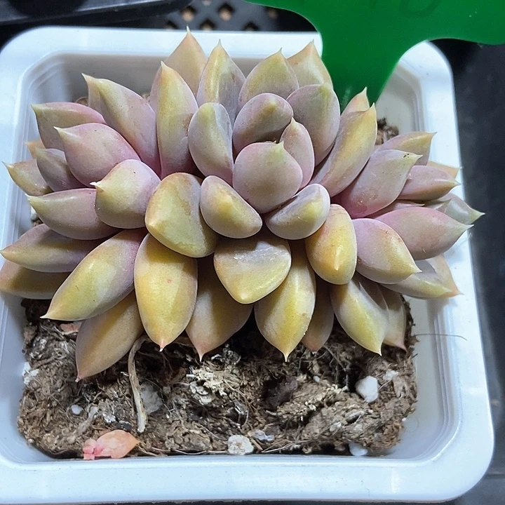 多肉酱红香呀746