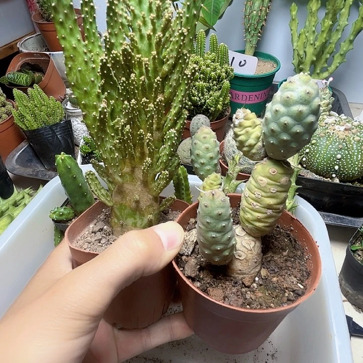 F***0多头松粒团扇组合