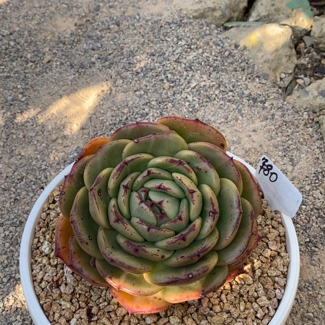 用****5宽叶东云B-25.2.13