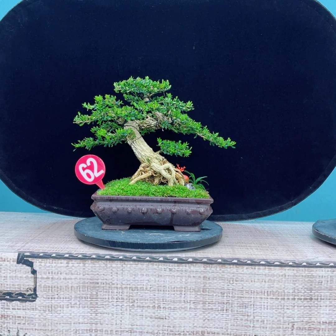 以实际为准精品黄杨老桩