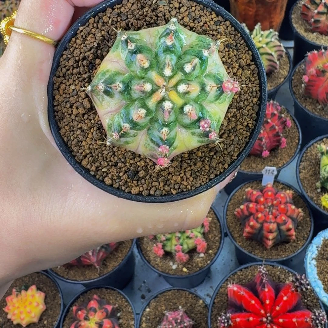 白海神锦00000000000202