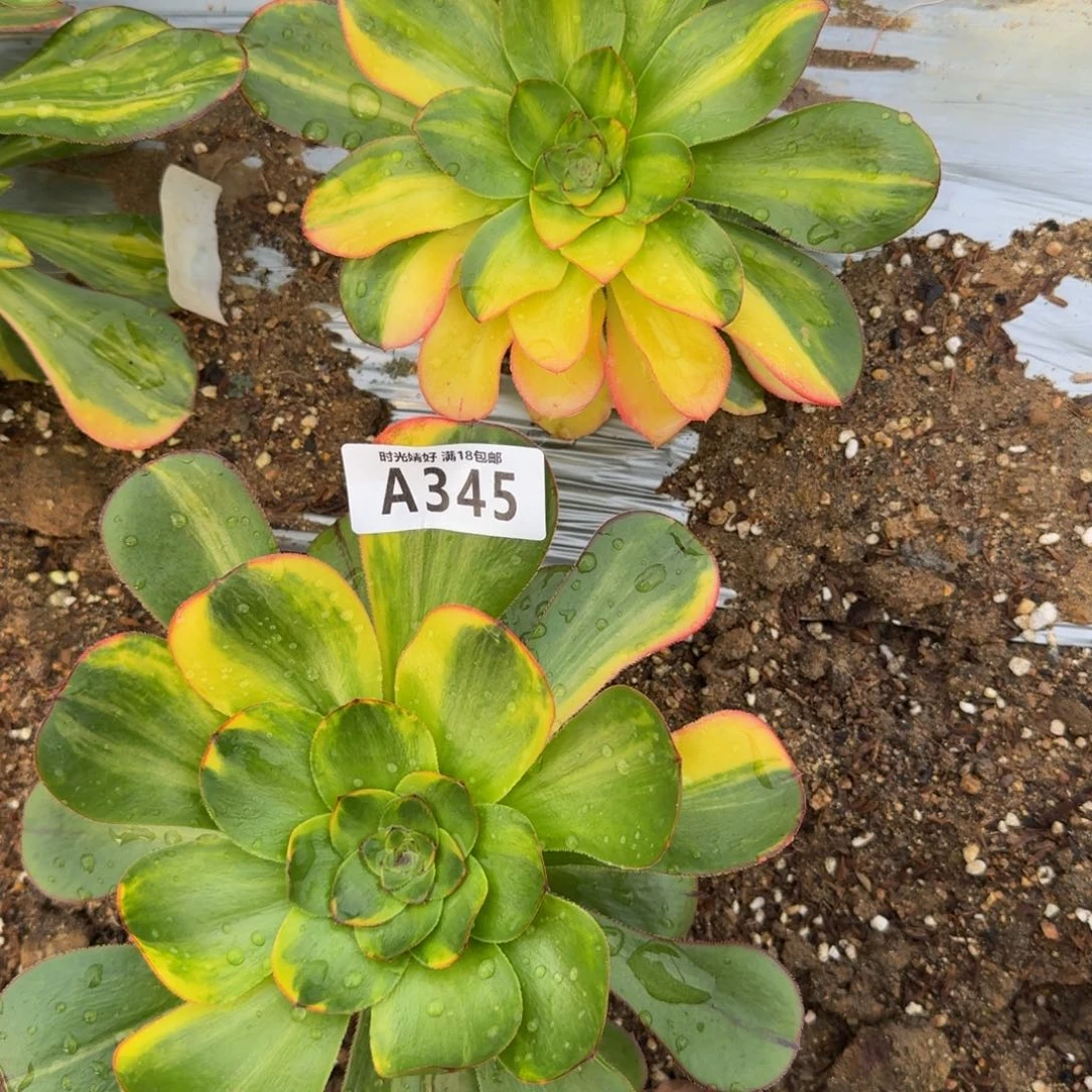 椰**?4个燕姿七彩，一个中斑，5个。多肉植物