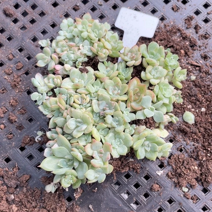 特价甘露寺切糕 徒了福利包邮