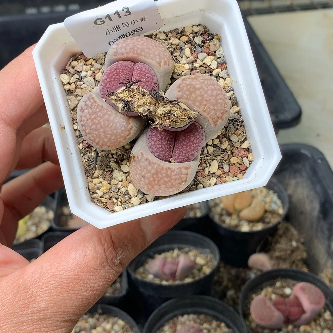 G113多肉植物保护研究所