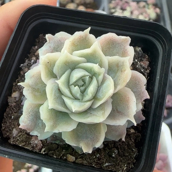水晶虾饺单头一颗