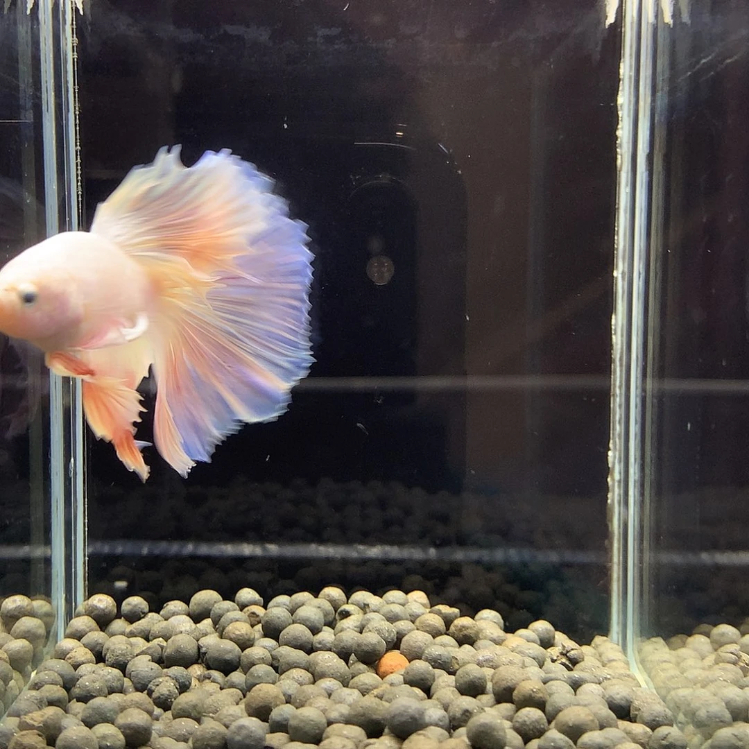 海水鱼七弟泰国斗鱼902