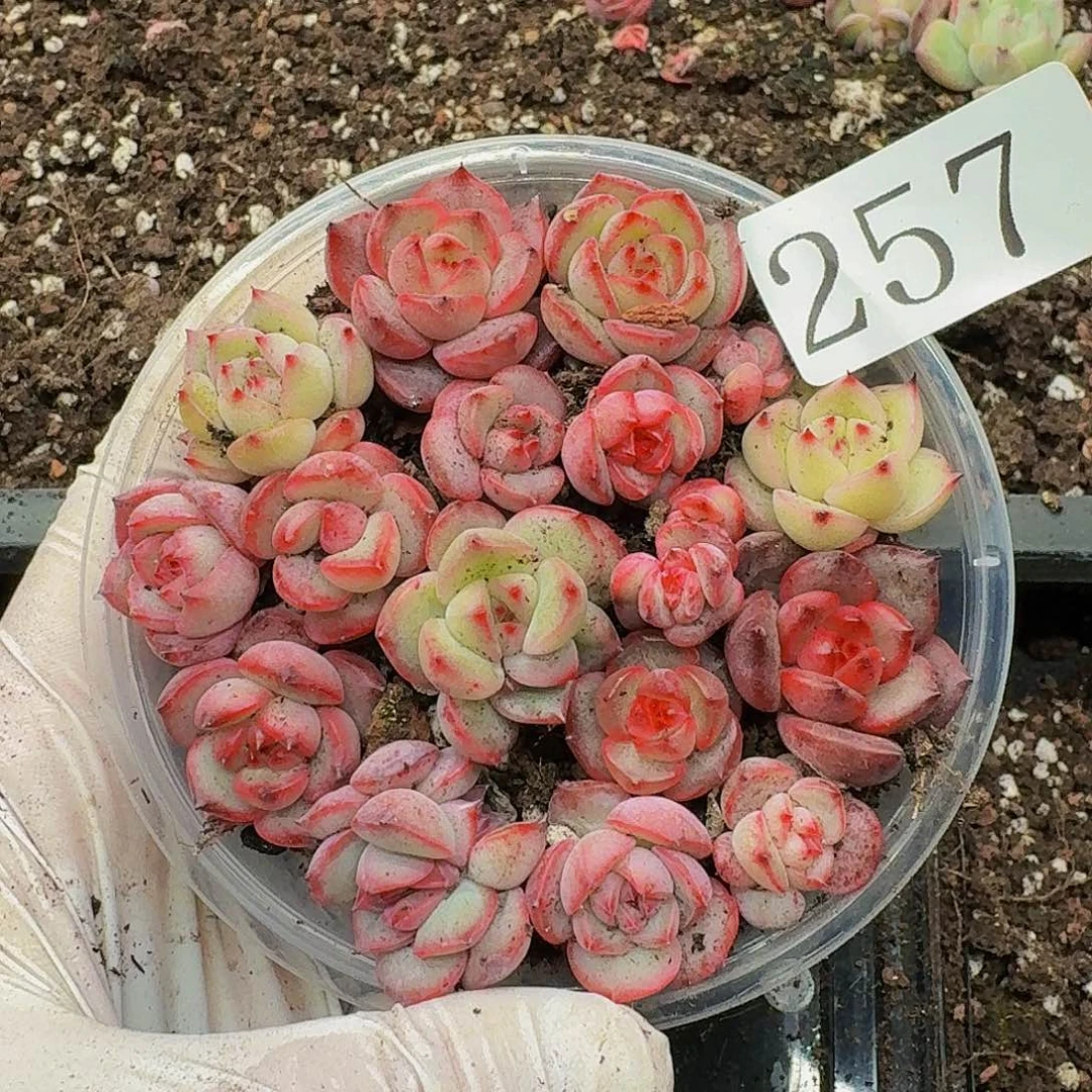 多肉植物多肉植物257