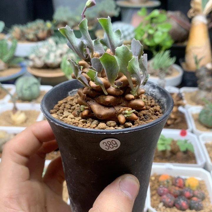 蛮鬼塔厚敦菊带盆389