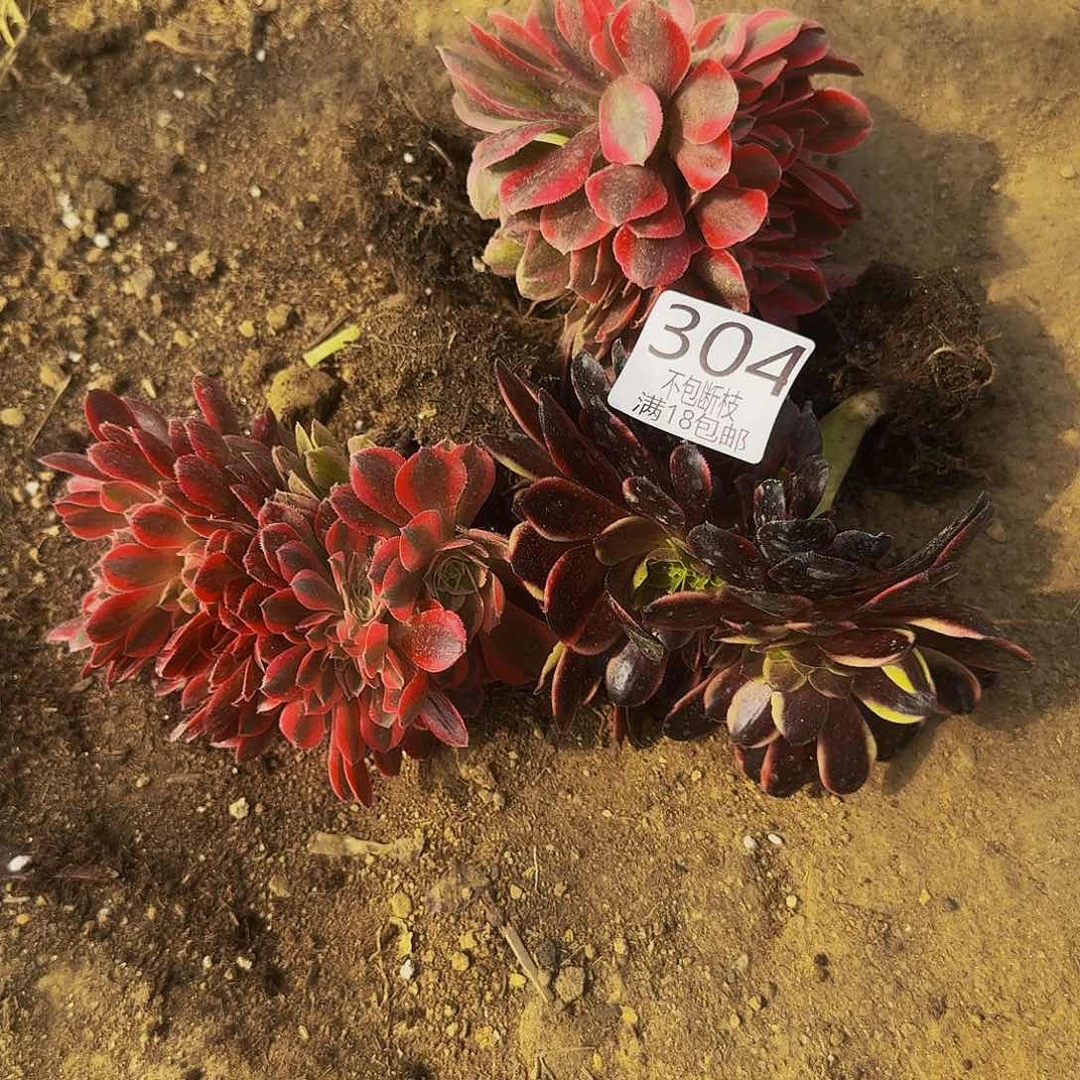 304缀化多肉法师的呢