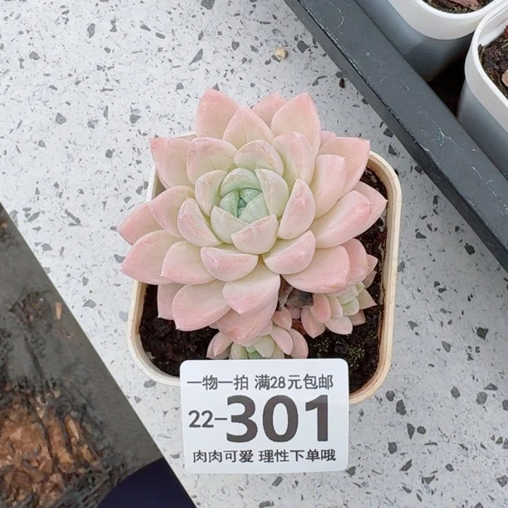 奶油美人无盆土发货