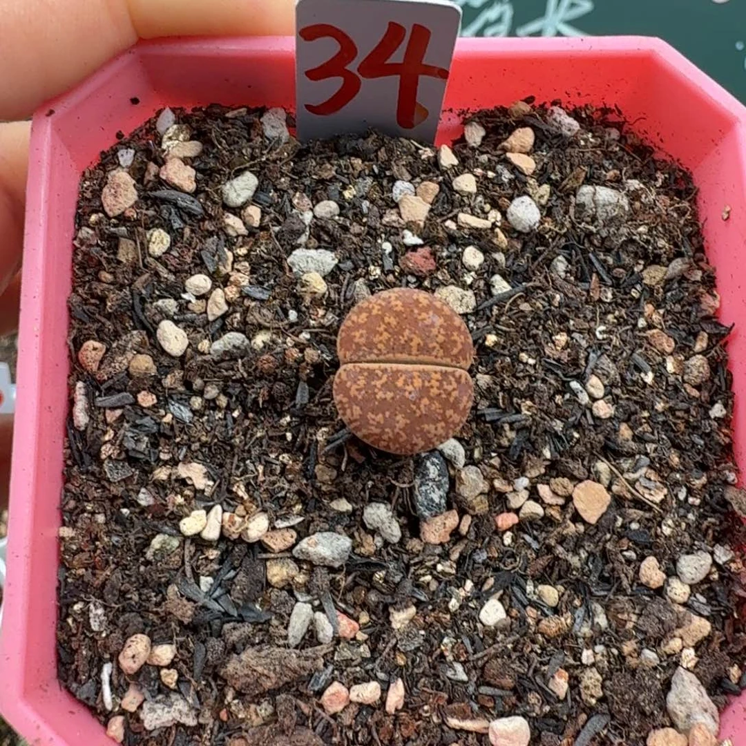 印加经脱土发货34