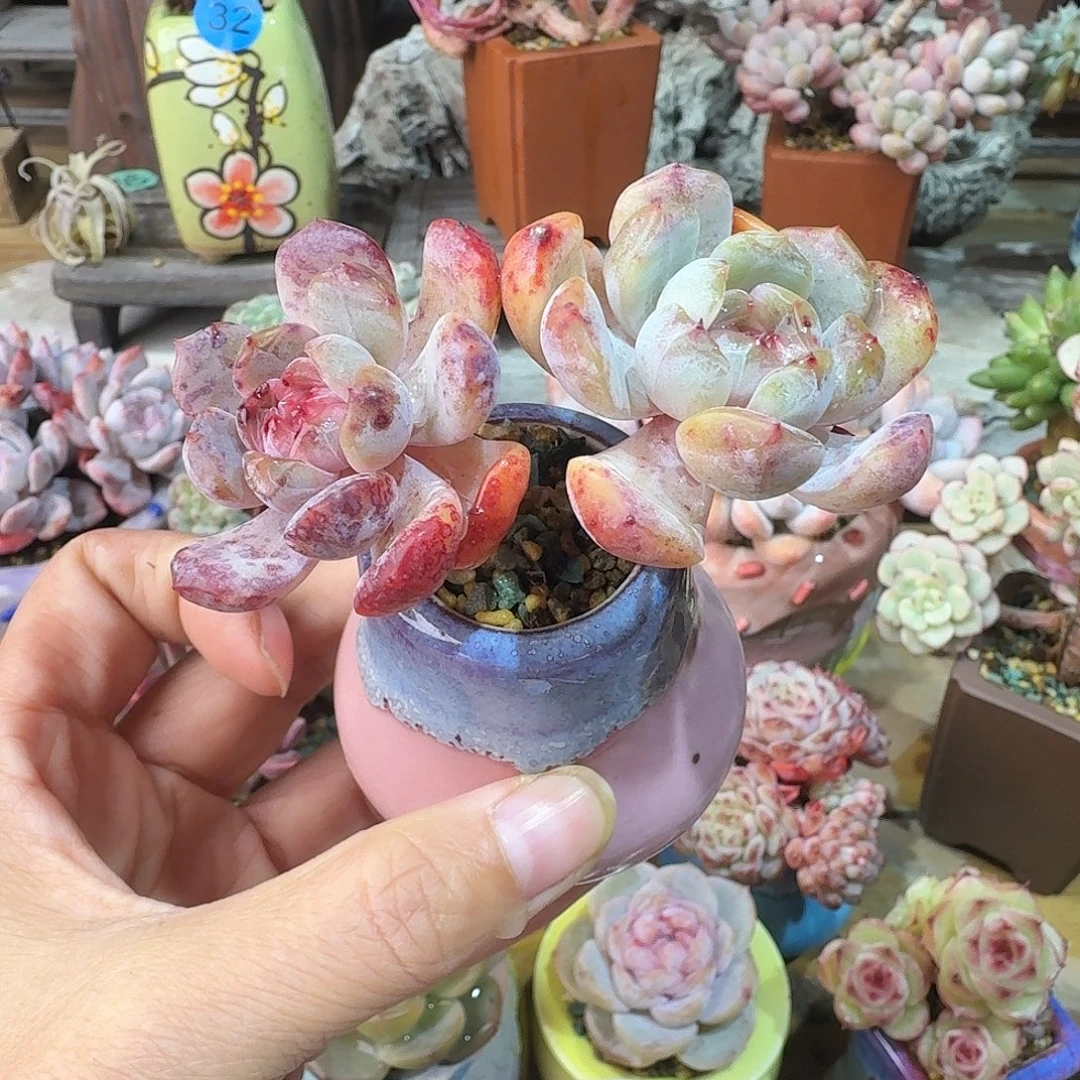 红恋 多肉含盆土 一物一拍