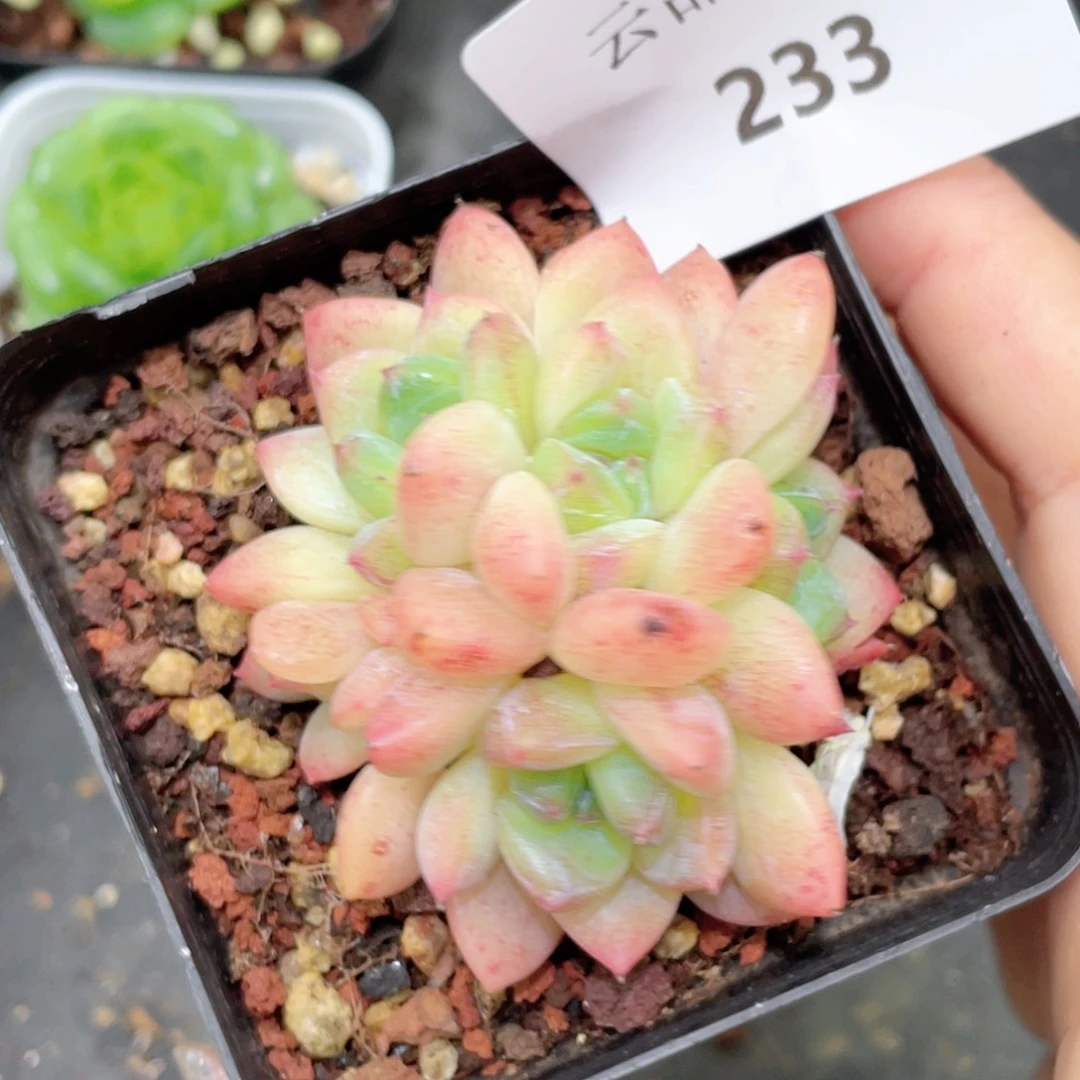 233号糖心冰心珍妮