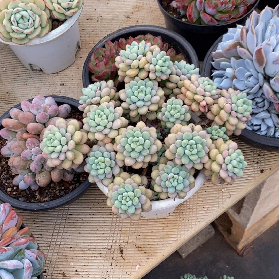 之*48包邮一物一拍多肉植物