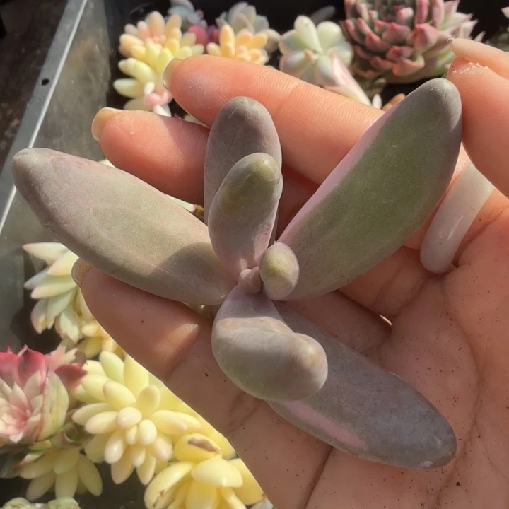 红手指锦白锦一颗的