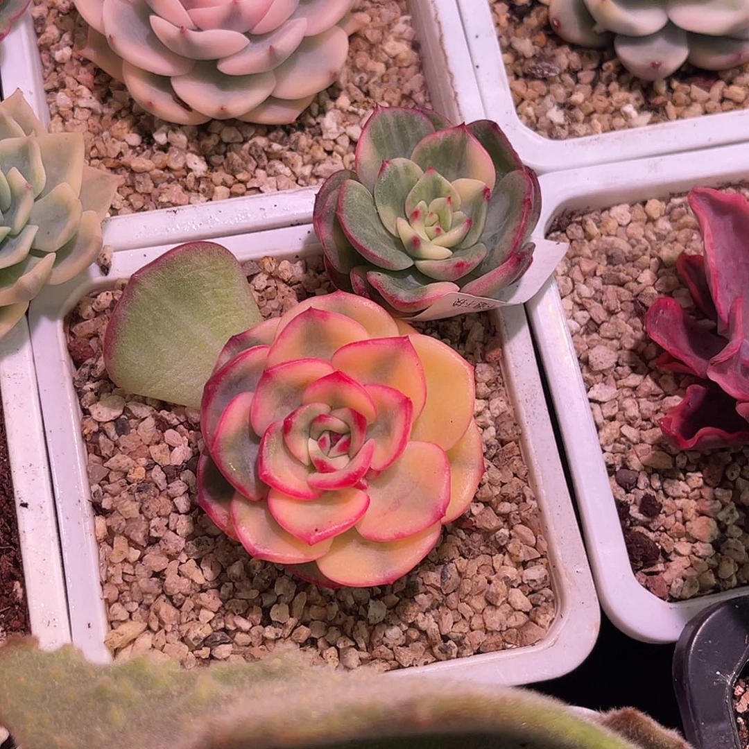 小***～尚品园艺三文鱼锦头盖