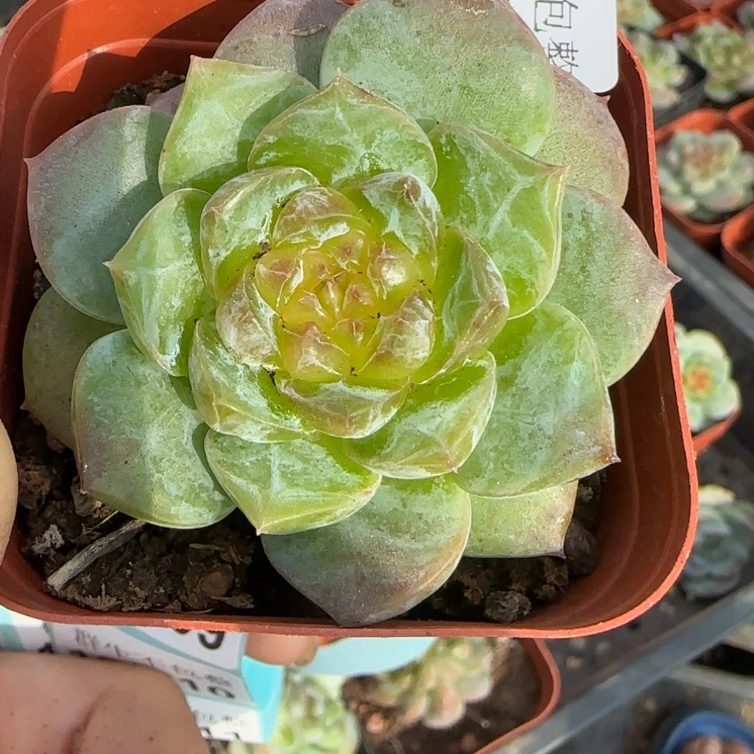 小卡拉米糖心一物一拍12-6