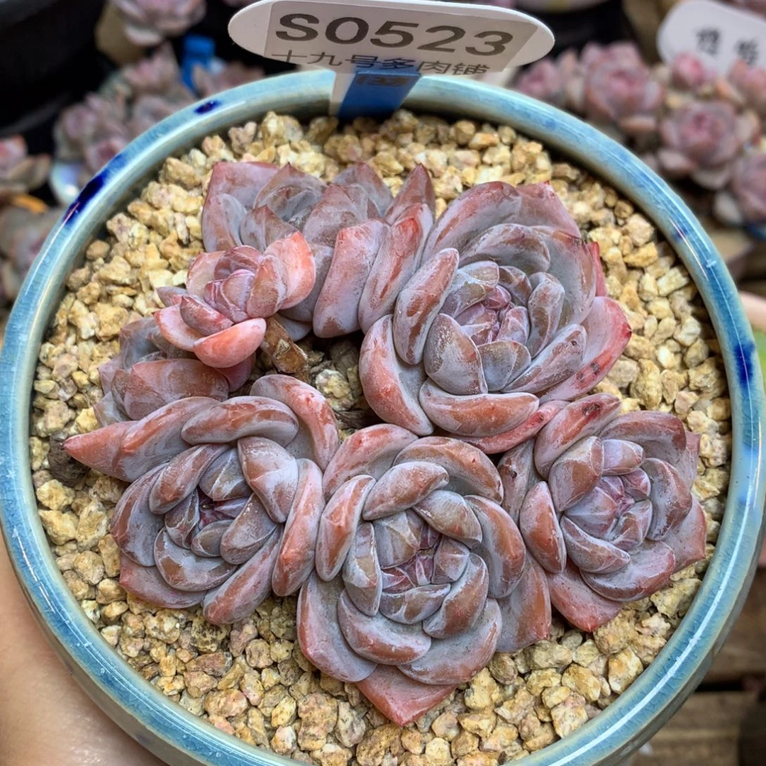 S0523 星影老桩 10cm