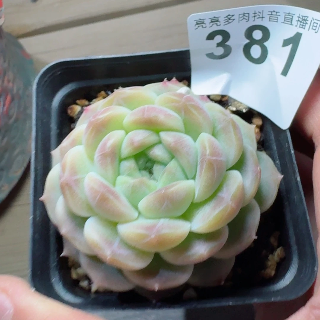 艳糯冰魄         精品多肉