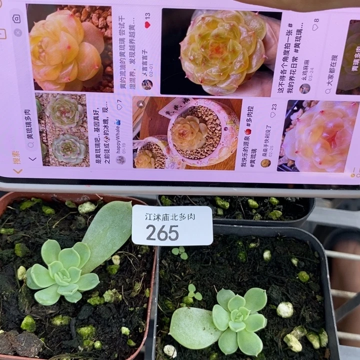 标265黄琉璃一个量拍