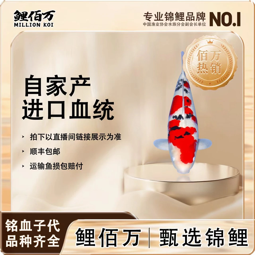 【小雨优选】鲤佰万 血统精品锦鲤组合鱼淡水观赏鱼