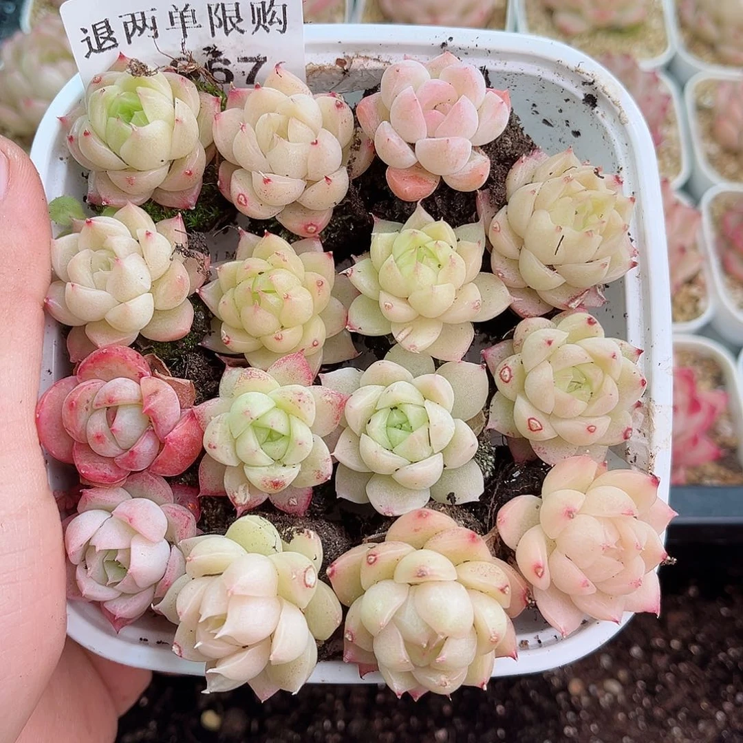 1-667 新疆西藏内蒙不发12.8包邮2-3公分多肉