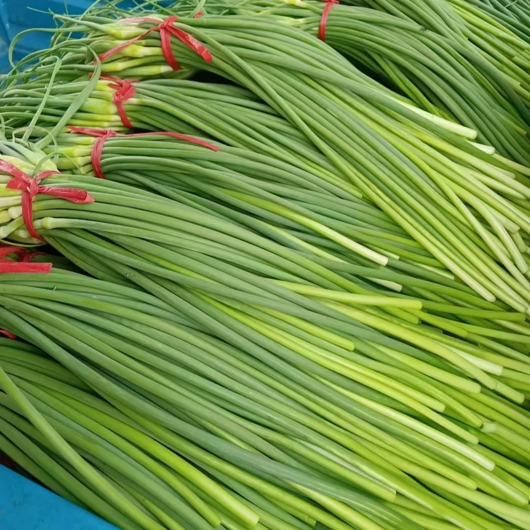 25年山东兰陵新鲜蒜苔（原苍山）陆地白帽蒜苔现摘现发2-5斤