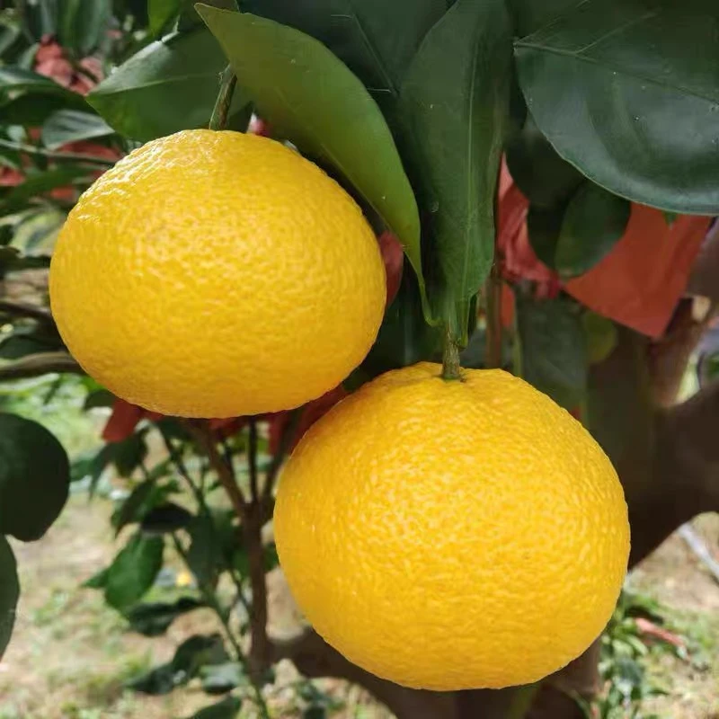 正宗甜桔柚薄皮清爽果园直发新鲜采摘4.5斤