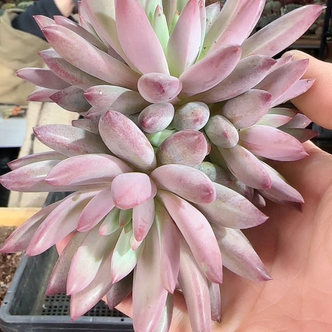 正版虞美人，群298      肉