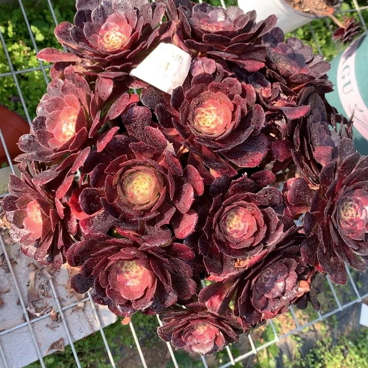 1334黑萝莉多肉植物